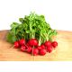 Rzodkiewka Cherry Belle