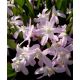 Śnieżnik Chionodoxa forbesii Pink Giant - op. 10 szt.