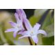 Śnieżnik Chionodoxa forbesii Pink Giant - op. 10 szt.