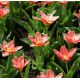 Tulipan Fashion - opak. 5 szt.