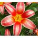 Tulipan Fashion - opak. 5 szt.