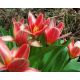 Tulipan Fashion - opak. 5 szt.