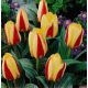 Tulipan Gluck  opak. 5 szt.