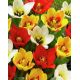 Tulipan botaniczny - niski - mix kolorów - 5 szt.