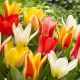 Tulipan botaniczny - niski - mix kolorów - 5 szt.