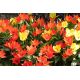 Tulipan botaniczny - niski - mix kolorów - 5 szt.