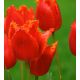Tulipan Noranda - opak. 5 szt.