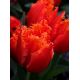 Tulipan Noranda - opak. 5 szt.