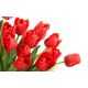 Tulipan czerwony - Red - 5 szt.