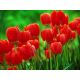 Tulipan czerwony - Red - 5 szt.