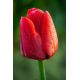 Tulipan czerwony - Red - duża paczka! - 50 szt.