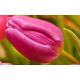 Tulipan różowy - Rose - 5 szt.