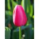 Tulipan różowy - Rose - 5 szt.