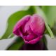 Tulipan różowy - Rose - 5 szt.