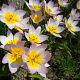 Tulipan Saxatilis - opak. 5 szt.