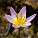 Tulipan Saxatilis - opak. 5 szt.