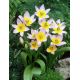 Tulipan Saxatilis - opak. 5 szt.