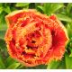 Tulipan strzępiasty - Sensual Touch - 5 szt.