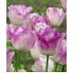 Tulipan Shirley - opak. 5 szt.