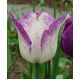 Tulipan Shirley - opak. 5 szt.