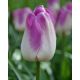 Tulipan Shirley - opak. 5 szt.