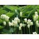 Tulipan Spring Green - opak. 5 szt.