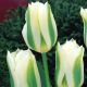 Tulipan Spring Green - opak. 5 szt.