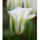 Tulipan Spring Green - opak. 5 szt.