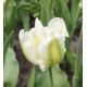 Tulipan Super Parrot - op. 5 szt.