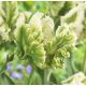 Tulipan Super Parrot - op. 5 szt.