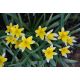 Zestaw 6 - Tulipan Tarda - botaniczny niski - 50 szt.