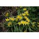 Zestaw 6 - Tulipan Tarda - botaniczny niski - 50 szt.
