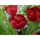 Tulipan Uncle Tom - opak. 5 szt.