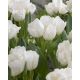 Tulipan Weisse Berliner - opak. 5 szt.