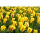 Tulipan Washington - opak. 5 szt.
