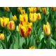 Tulipan Washington - opak. 5 szt.