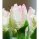 Tulipan Webers Parrot  opak. 5 szt.