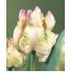 Tulipan Webers Parrot  opak. 5 szt.
