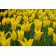Tulipan West Point - opak. 5 szt.