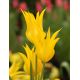 Tulipan West Point - opak. 5 szt.