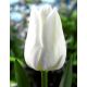 Tulipan White Dream - opak. 5 szt.