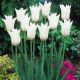 Tulipan White Wings - opak. 5 szt.