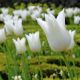 Tulipan White Wings - opak. 5 szt.