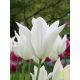 Tulipan White Wings - opak. 5 szt.