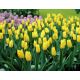 Tulipan Yokohama - opak. 5 szt.