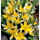 Zestaw 6 - Tulipan Tarda - botaniczny niski - 50 szt.