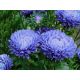 Aster peoniowy - niebieski