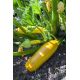 Cukinia Goldena