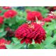 Cynia wytworna daliowa Scarlet Flame