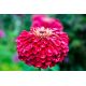 Cynia wytworna daliowa Scarlet Flame
